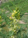Astragalus turkestanus