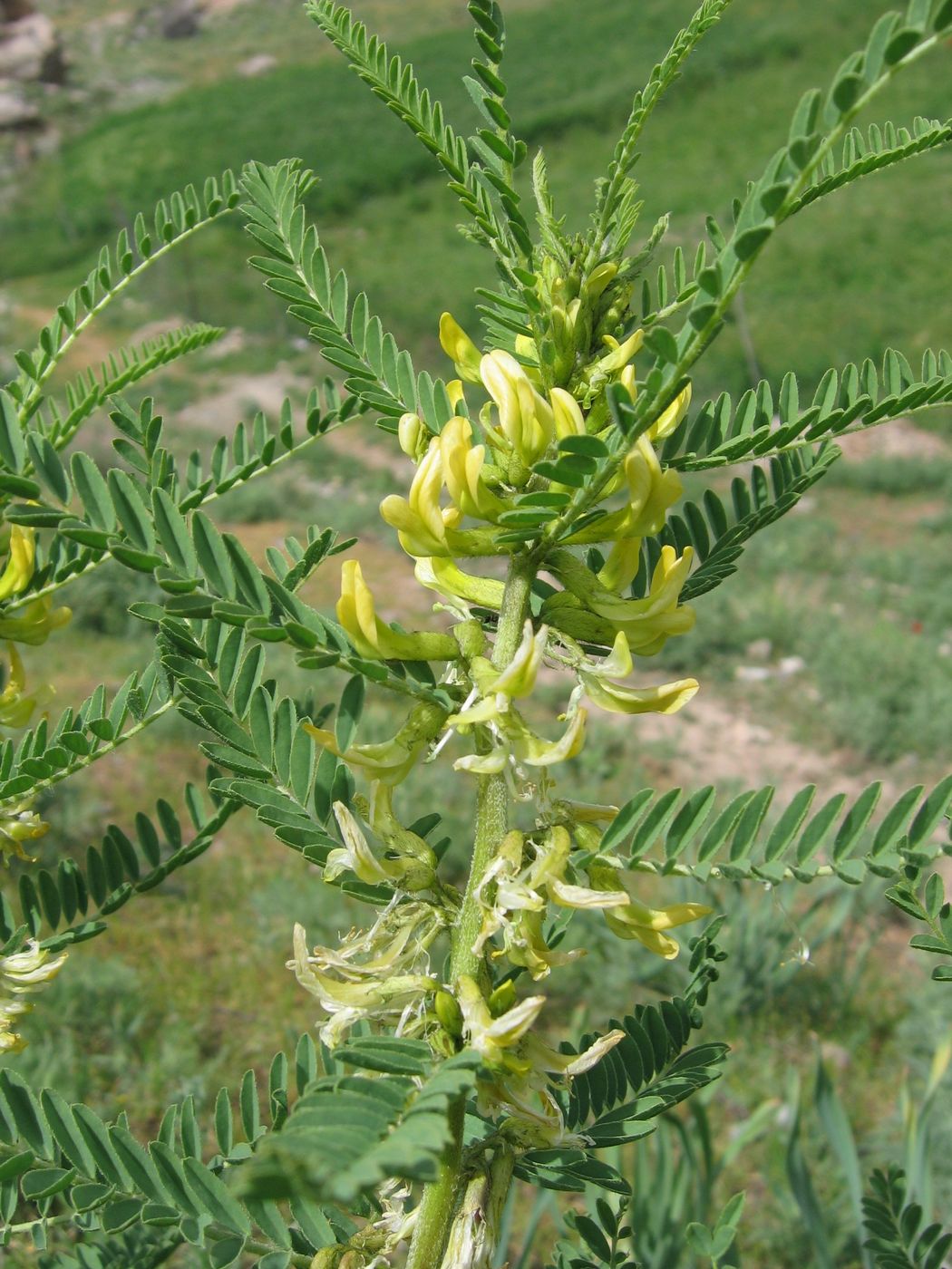 Image of Astragalus turkestanus specimen.