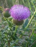 Cirsium ukranicum