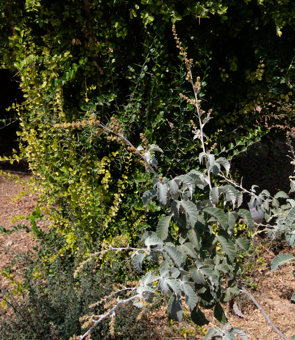 Изображение особи Searsia batophylla.