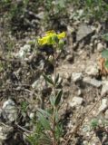 Helianthemum buschii. Верхушка цветущего побега. Северная Осетия, Алагирский р-н, окр. пос. Мизур, ок. 1100 м н.у.м., каменистый склон. 11.07.2021.