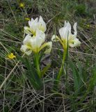 Iris pumila
