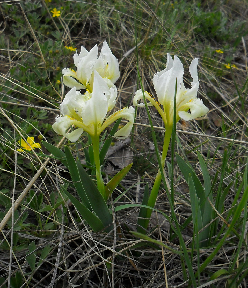 Image of Iris pumila specimen.