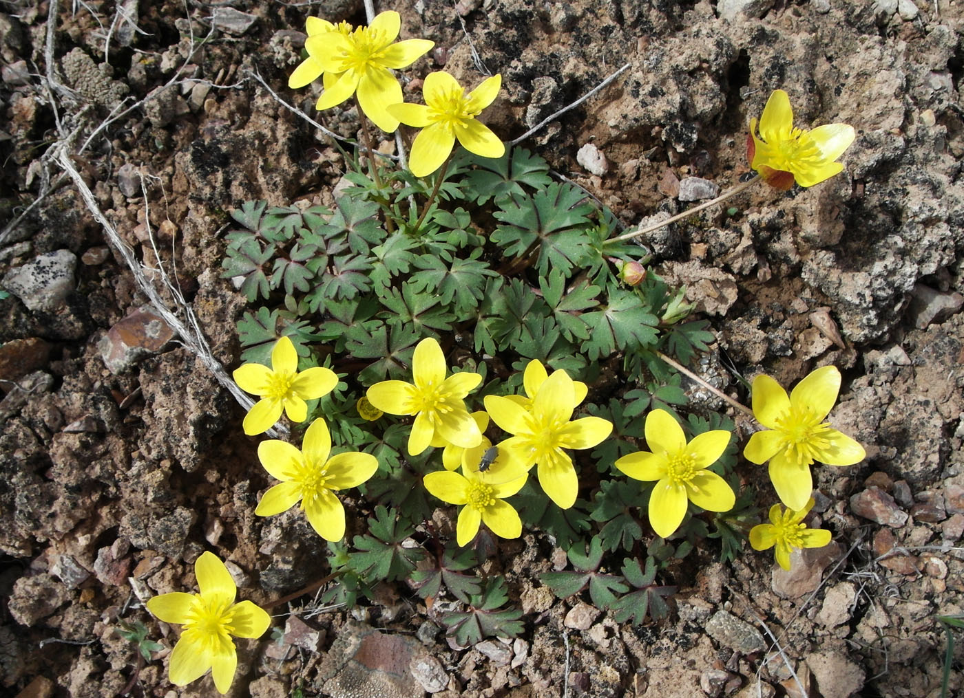 Изображение особи Anemone petiolulosa.