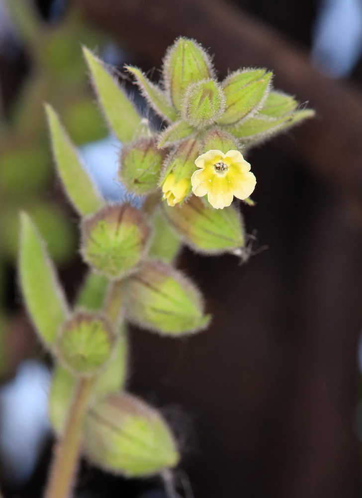 Изображение особи Nonea flavescens.