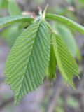 Ulmus glabra