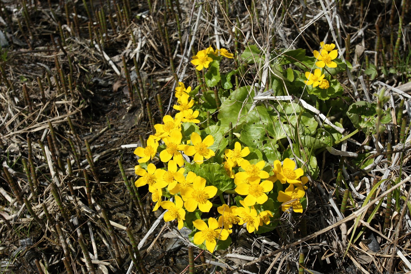 Image of Caltha palustris specimen.