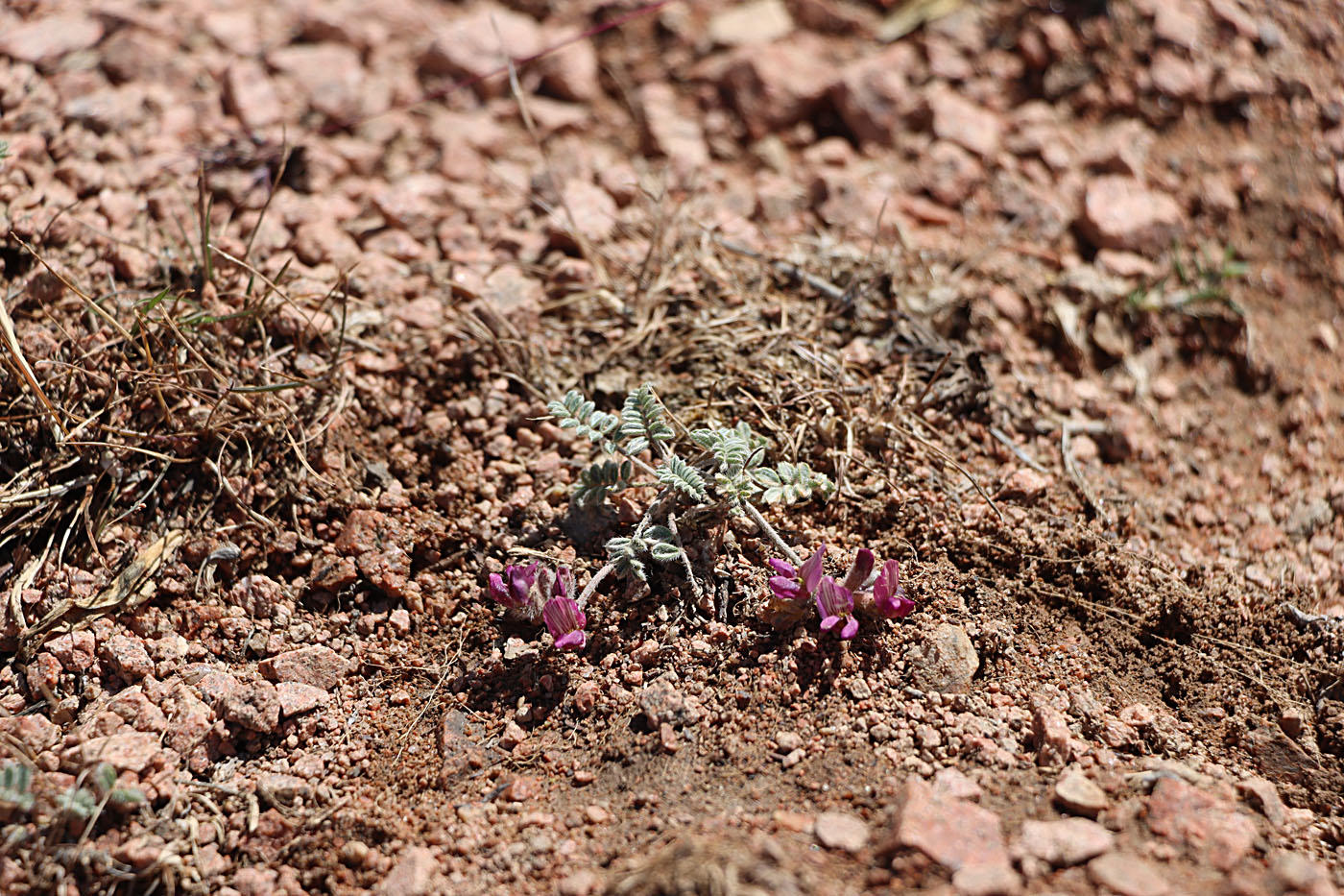 Изображение особи Oxytropis jucunda.