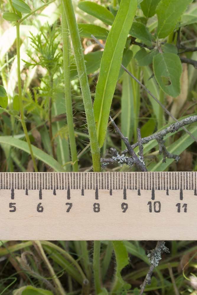 Image of Pilosella &times; auriculoides specimen.