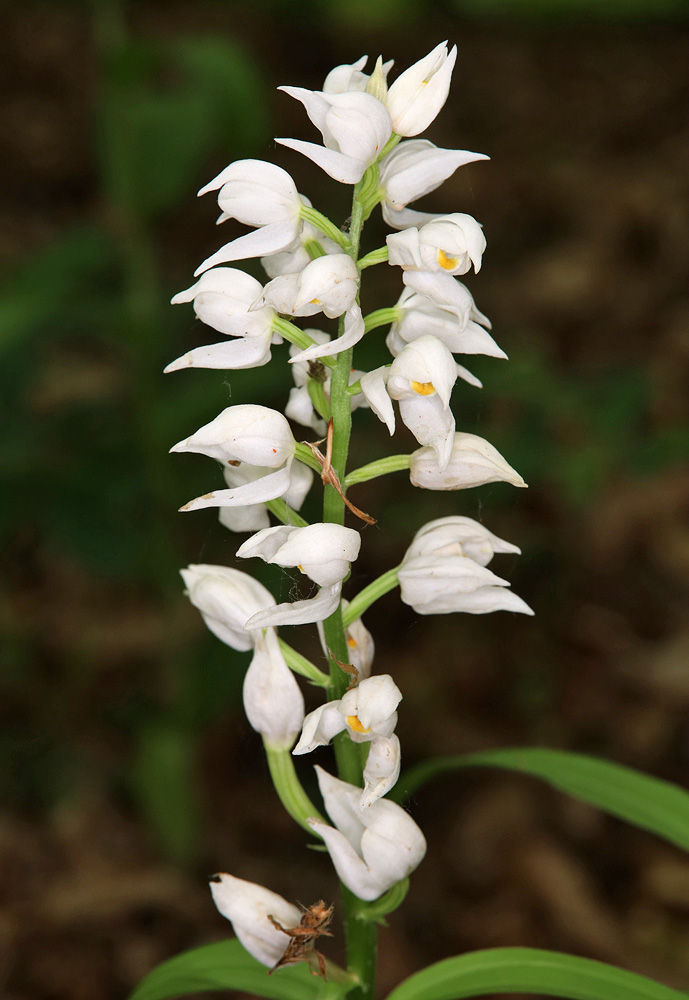 Изображение особи Cephalanthera longifolia.