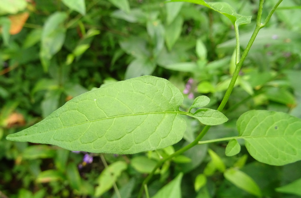 Изображение особи Solanum dulcamara.