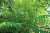 Rhus typhina