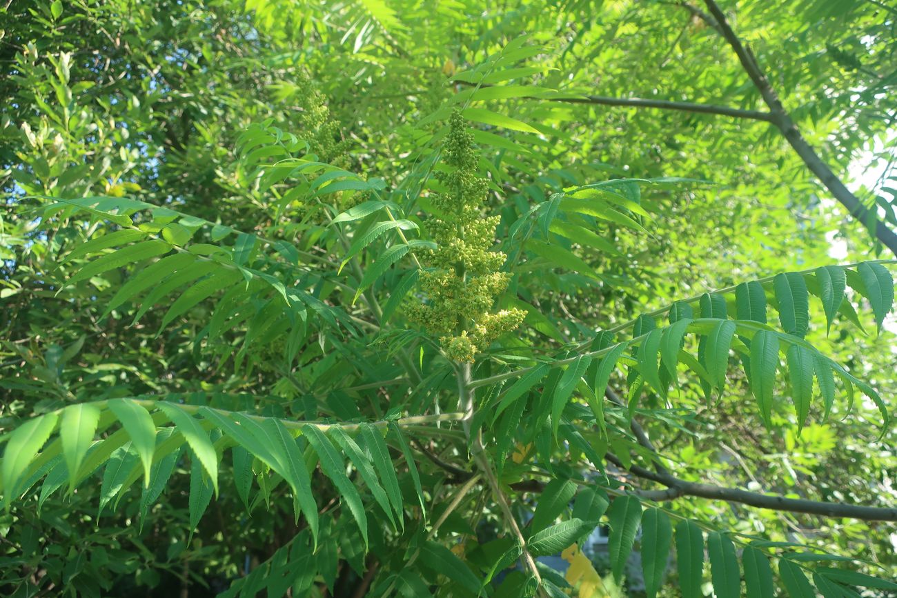 Изображение особи Rhus typhina.