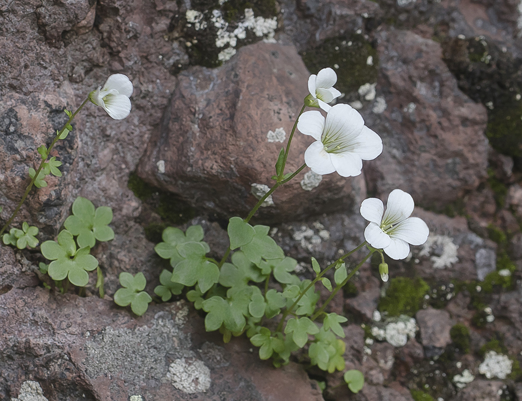 Image of Saxifraga sibirica specimen.