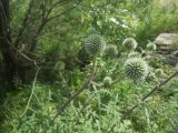 Echinops sphaerocephalus