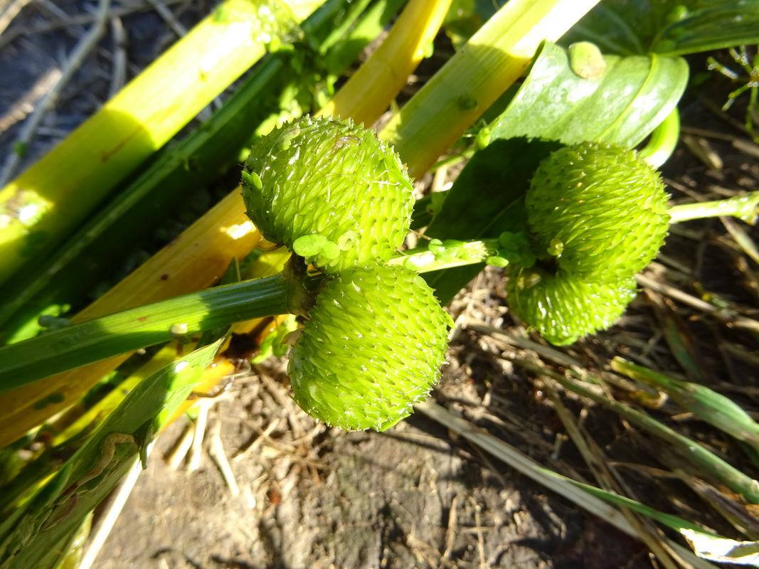 Изображение особи Sagittaria sagittifolia.