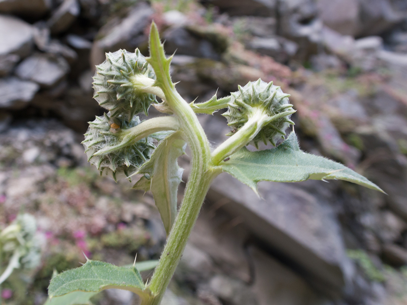 Изображение особи Cirsium buschianum.