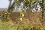 Echinocystis lobata. Побег с плодами и усыхающими листьями на побегах ивы (Salix). Калужская обл., Боровский р-н, правый берег р. Исьма в 20 м выше устья, на ветвях ивы. 27 сентября 2022 г.