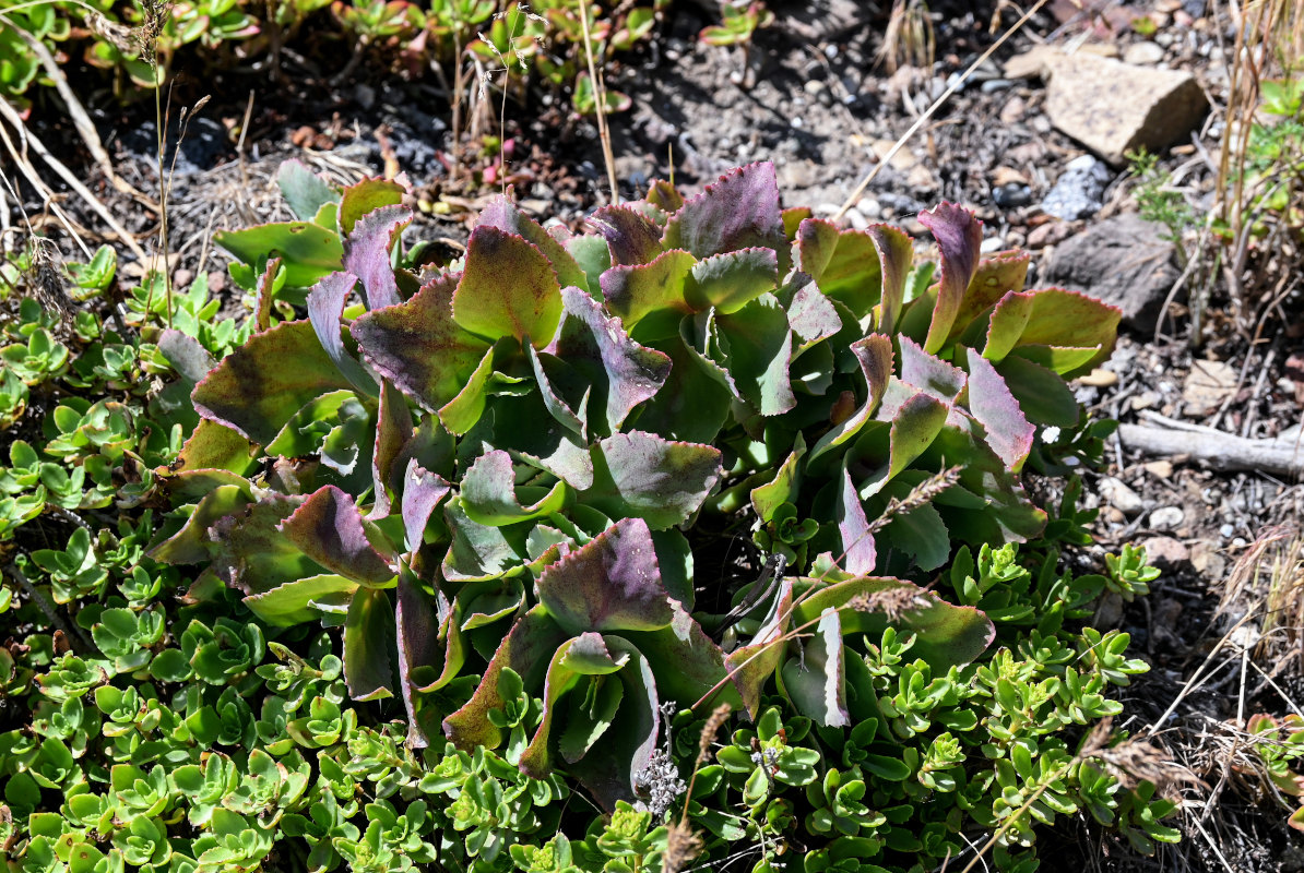 Изображение особи Hylotelephium caucasicum.