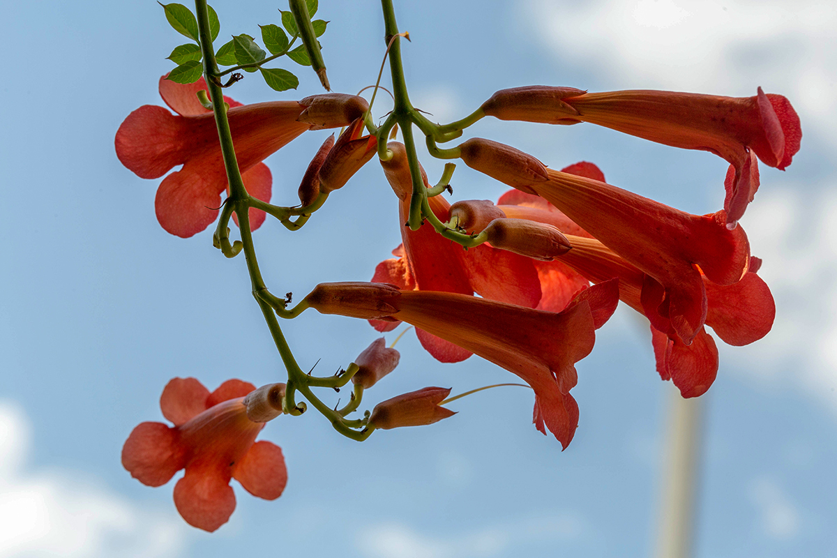 Image of Campsis radicans specimen.