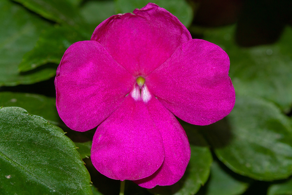 Изображение особи Impatiens walleriana.