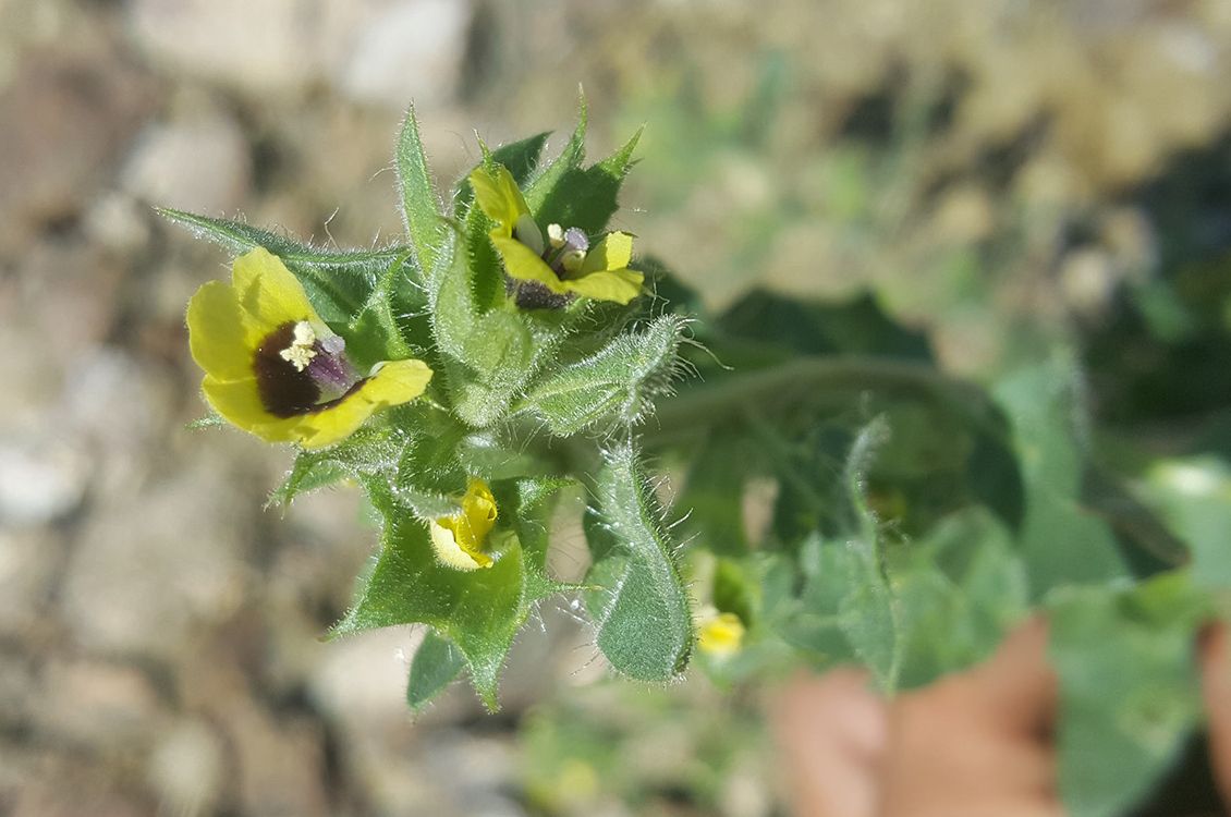 Изображение особи Hyoscyamus pusillus.