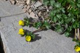 Potentilla gelida