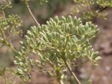 Ferula diversivittata