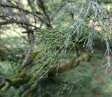 Colletia spinosissima. Верхушка веточки. Абхазия, г. Сухум, Сухумский ботанический сад. 25.09.2022.