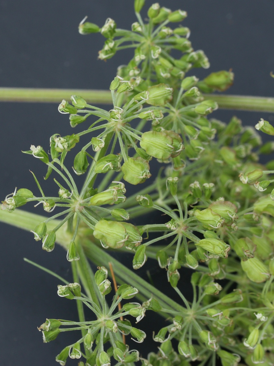 Image of Angelica sylvestris specimen.