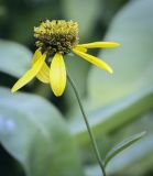 Rudbeckia laciniata. Соцветие. Москва, ГБС, экспозиция растений природной флоры России. 15.09.2022.