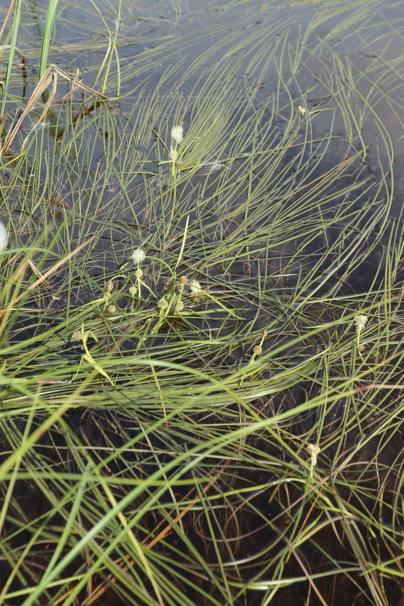 Image of Sparganium angustifolium specimen.