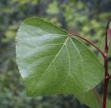 genus Populus