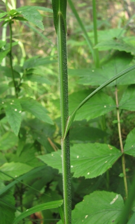 Изображение особи Carex atherodes.