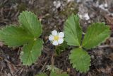 Fragaria vesca