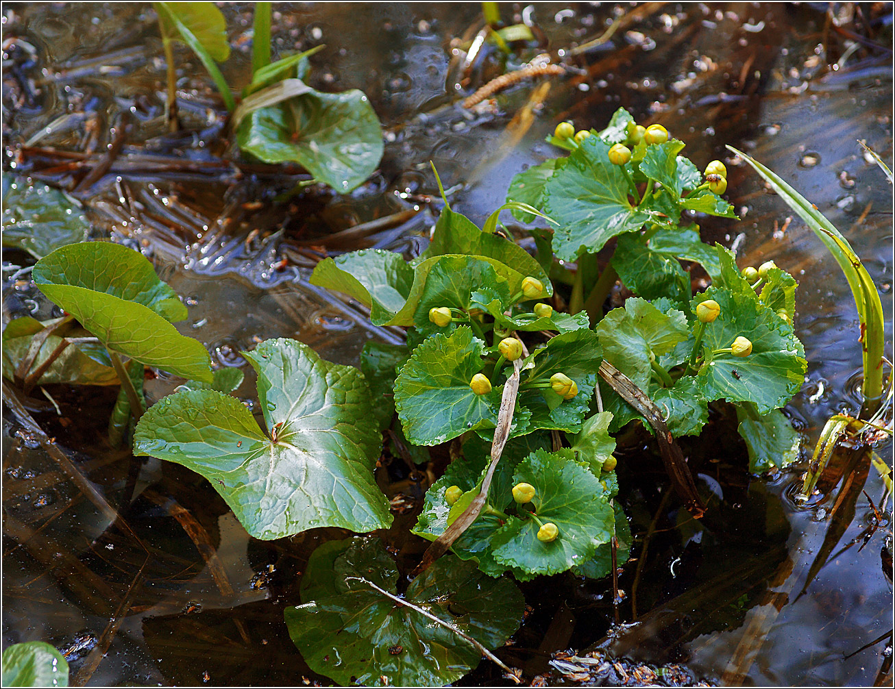 Изображение особи Caltha palustris.