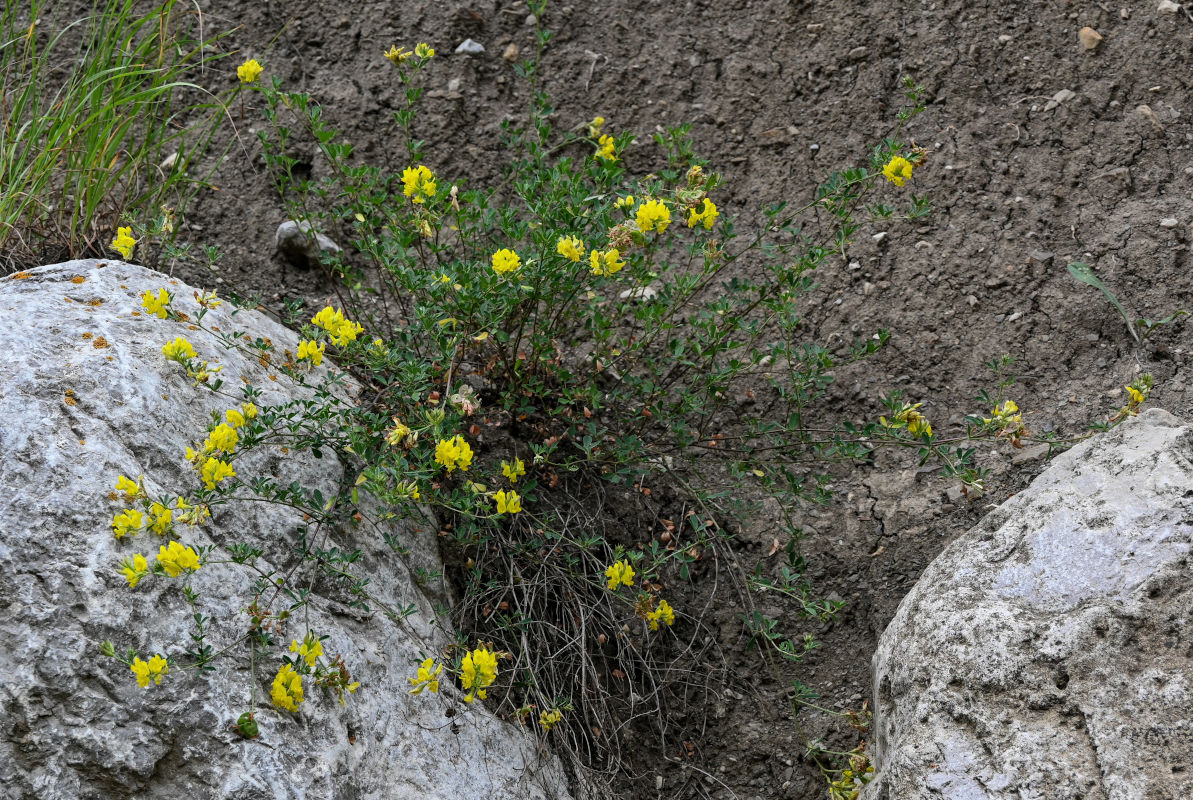 Image of genus Medicago specimen.