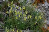 Onosma microcarpa