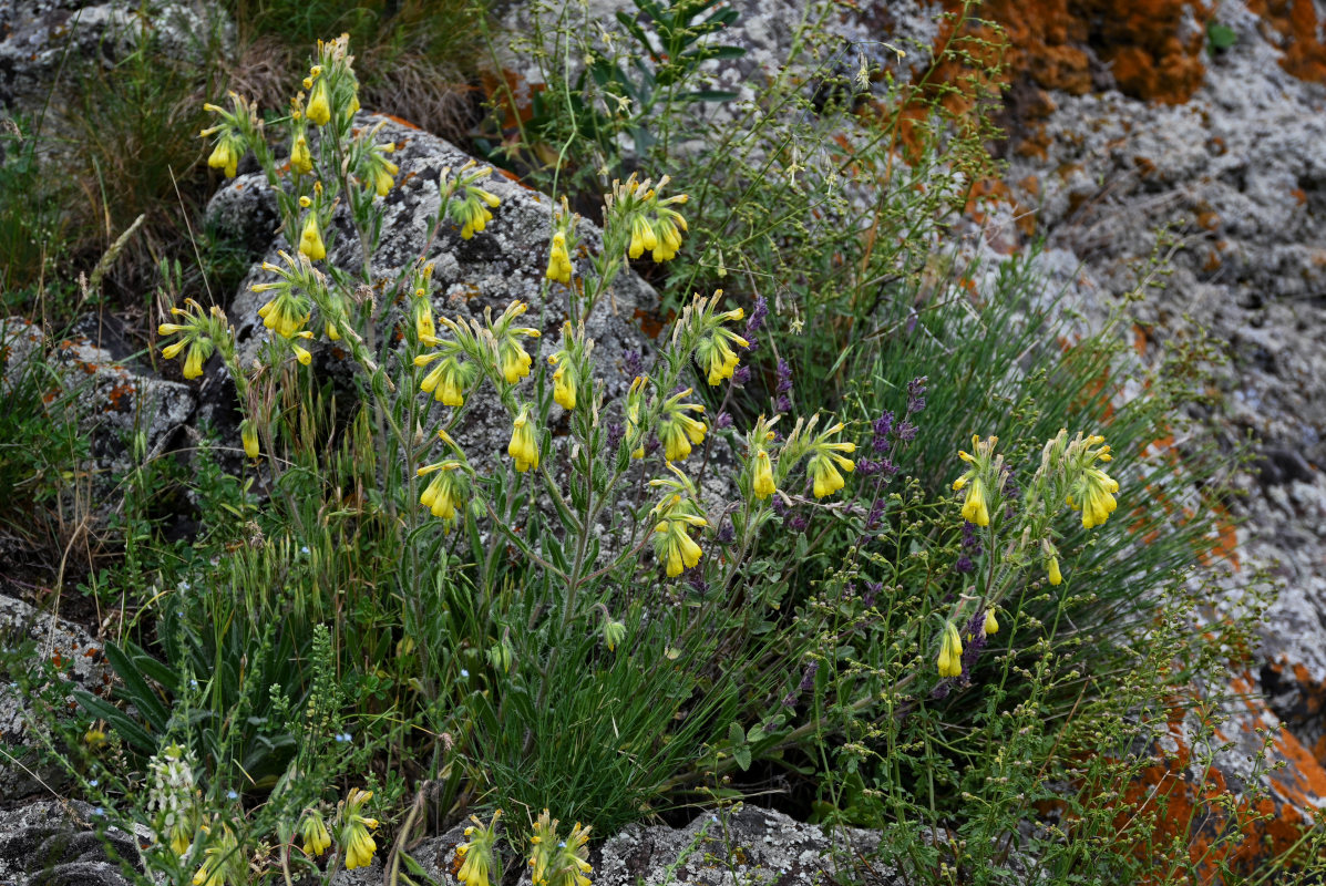 Image of Onosma microcarpa specimen.