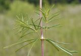 Galium verum