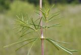 Galium verum. Часть стебля с мутовкой листьев и пазушными побегами. Приморский край, Уссурийский гор. округ, окр. с. Монакино, разнотравный луг на небольшой сопке. 02.07.2021.