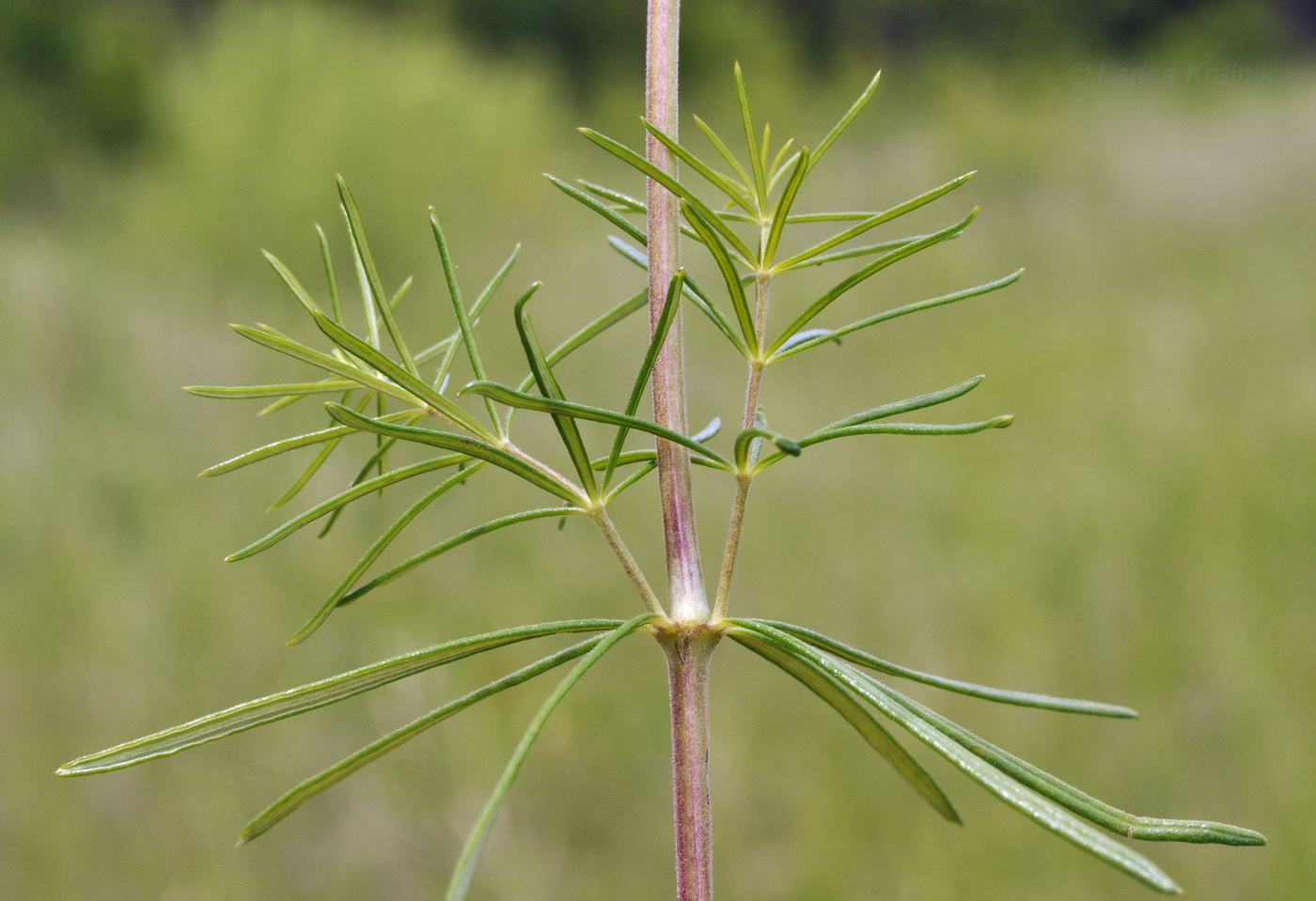 Изображение особи Galium verum.