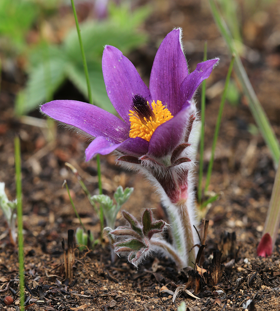 Изображение особи Pulsatilla chinensis.