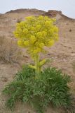 Ferula foetida. Цветущее растение с кормящимися насекомыми. Узбекистан, Каракалпакия, окр. крепости Аяз-Кала, пески. 11 апреля 2023 г.