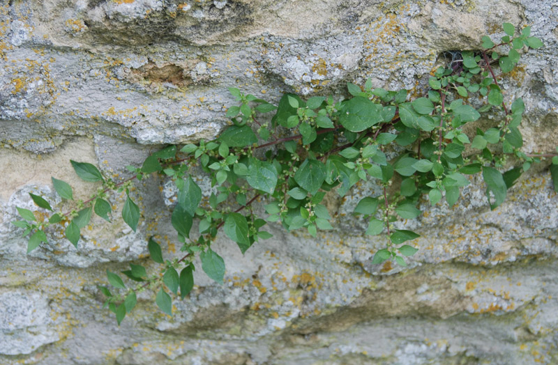 Image of Parietaria diffusa specimen.