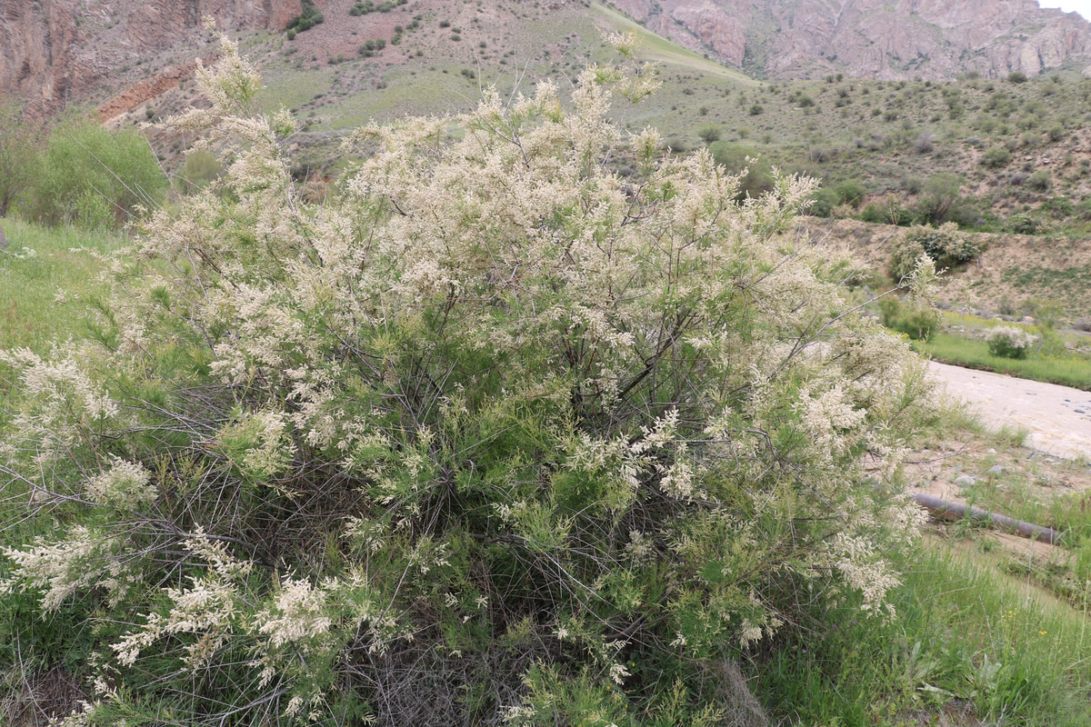 Image of genus Tamarix specimen.