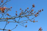 Quercus rubra. Расцветающие ветви с молодыми листьями. Санкт-Петербург, Кировский р-н, в культуре. 13.05.2023.