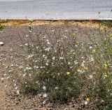 Lomelosia palaestina. Цветущее растение. Израиль, Голанские высоты, верхняя часть склона г. Бенталь, обочина дороги. 11.06.2023.