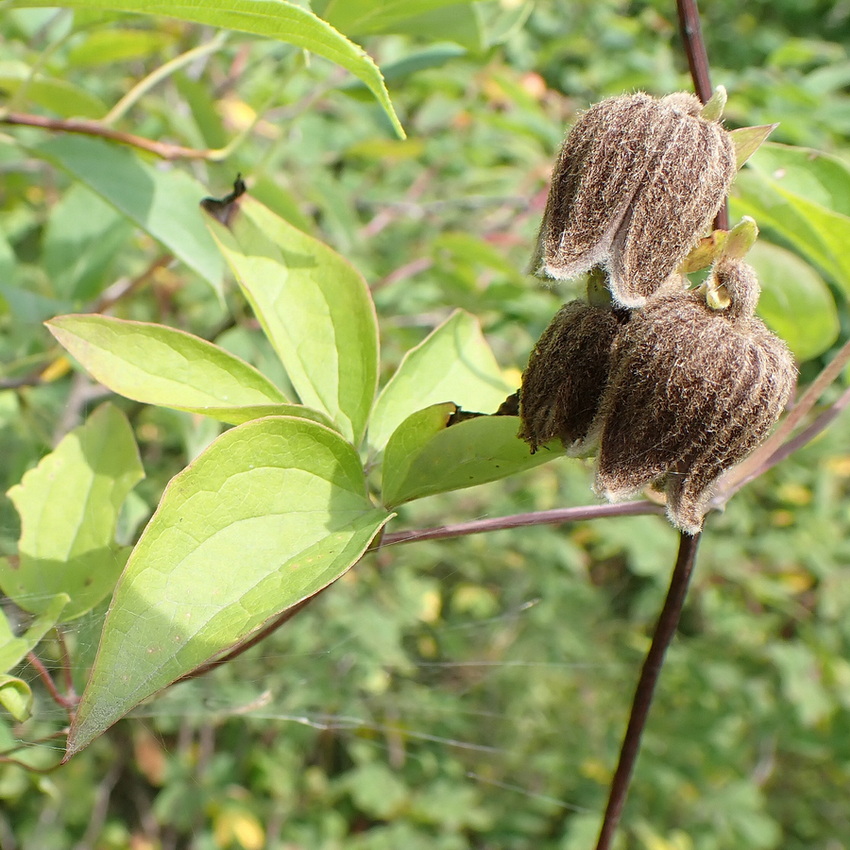 Изображение особи Clematis fusca.