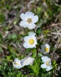 Anemone sylvestris. Цветки. Хакасия, Орджоникидзевский р-н, горная гряда Сундуки, луг. 07.06.2022.